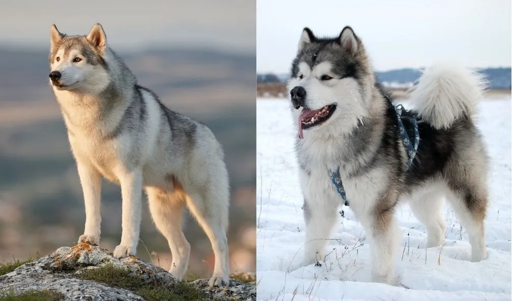 Husky se parece com a raça Malamute do Alasca (à direita), maior e mais peluda