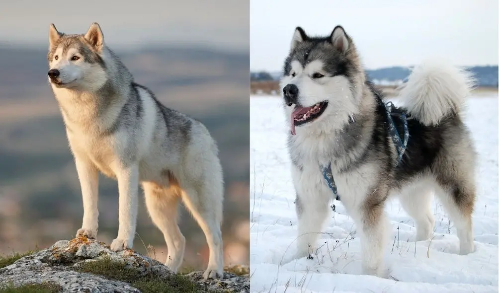 Montagem com fotos de Husky Siberiano (à esquerda) e Malamute do Alasca (à direita)