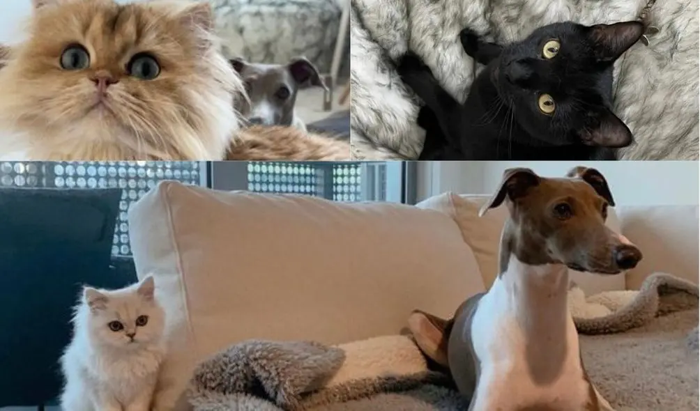 Montagem com fotos dos pets de Camilla Elle