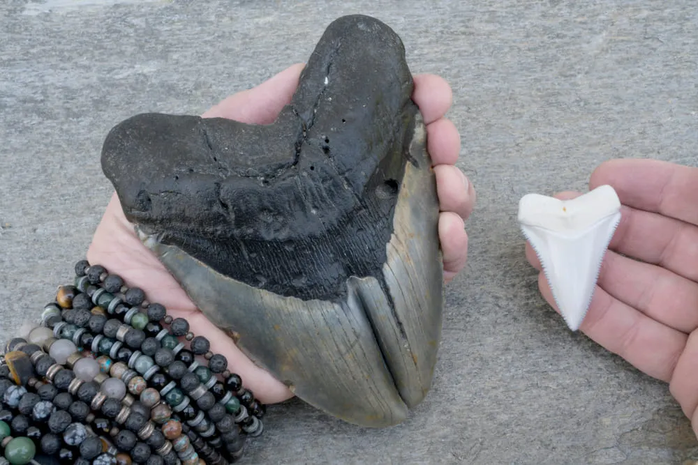 Dente duplo patológico de tubarão megalodon extremamente raro (Gemination) e dente de tubarão-branco moderno