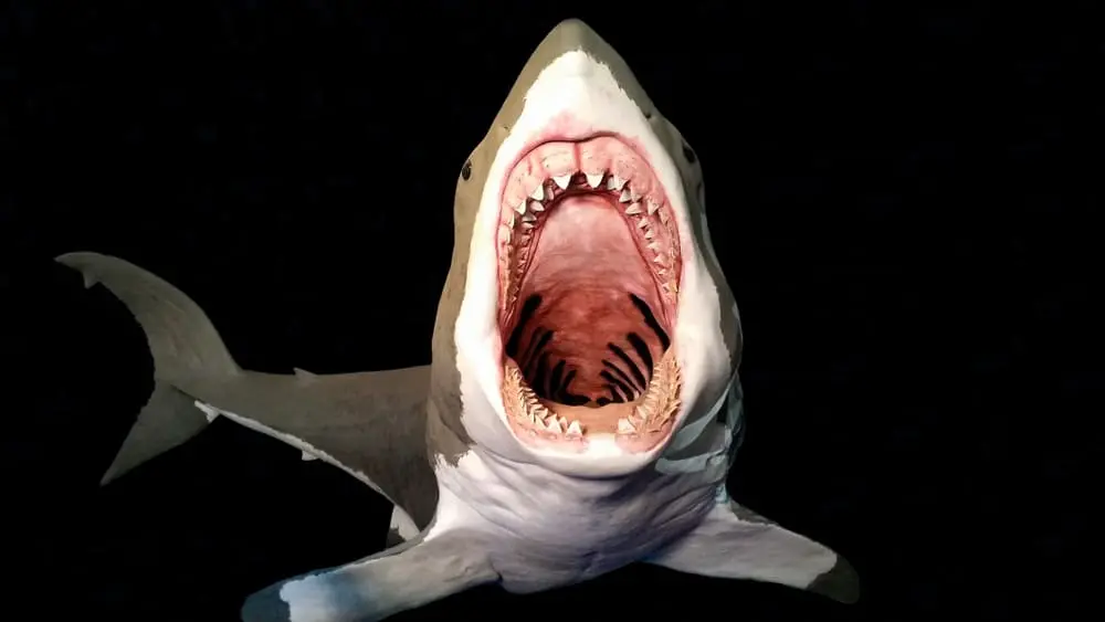 Tubarão megalodon atacando na frente