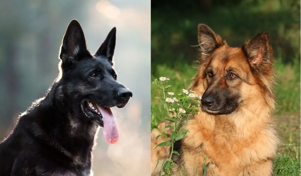 Montagem com duas imagens de Pastor Alemão, com variações de pelo