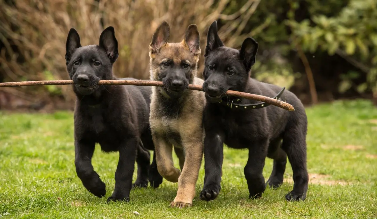 Três filhotes de Pastor Alemão dividindo galho com a boca