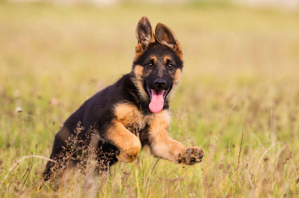 Qual cachorro é mais protetor com seu dono, o pastor alemão ou o