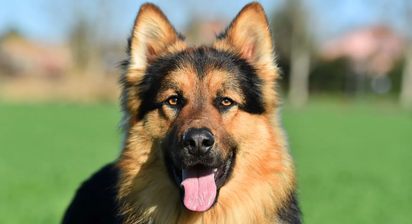 Cão é facilmente adaptável e tem manejo simples