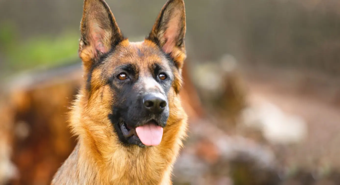 Retrato de Pastor Alemão a 3/4