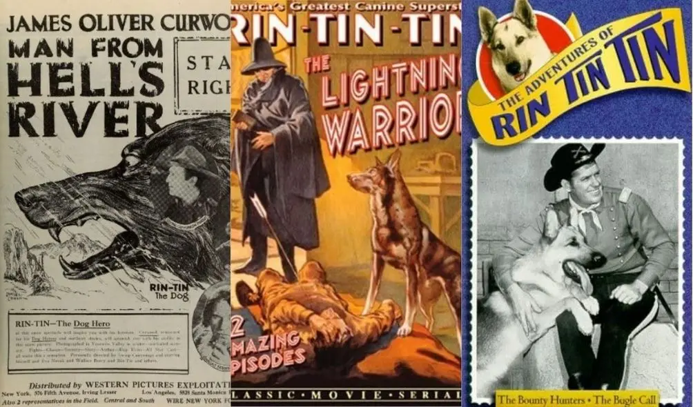 Montagem com pôsteres de filmes e série do Pastor Alemão Rin Tin Tin