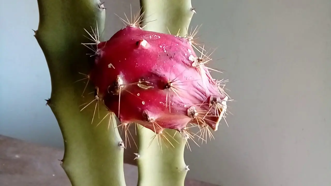 pitaya do cerrado