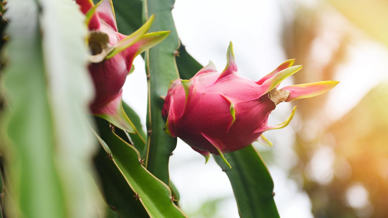 Pitaya: benefícios, como plantar e como comer - Ser Saúde - Diário do  Nordeste