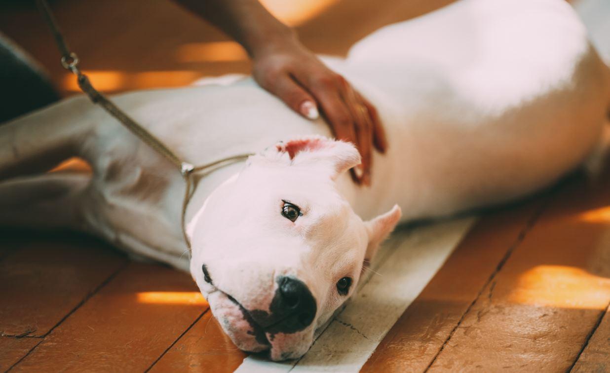 Dogo Argentino sendo acariciado na barriga enquanto deita no chão