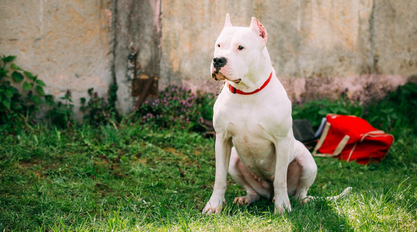 Dogo Argentino sentado sobre grama, à frente de mochila vermelha