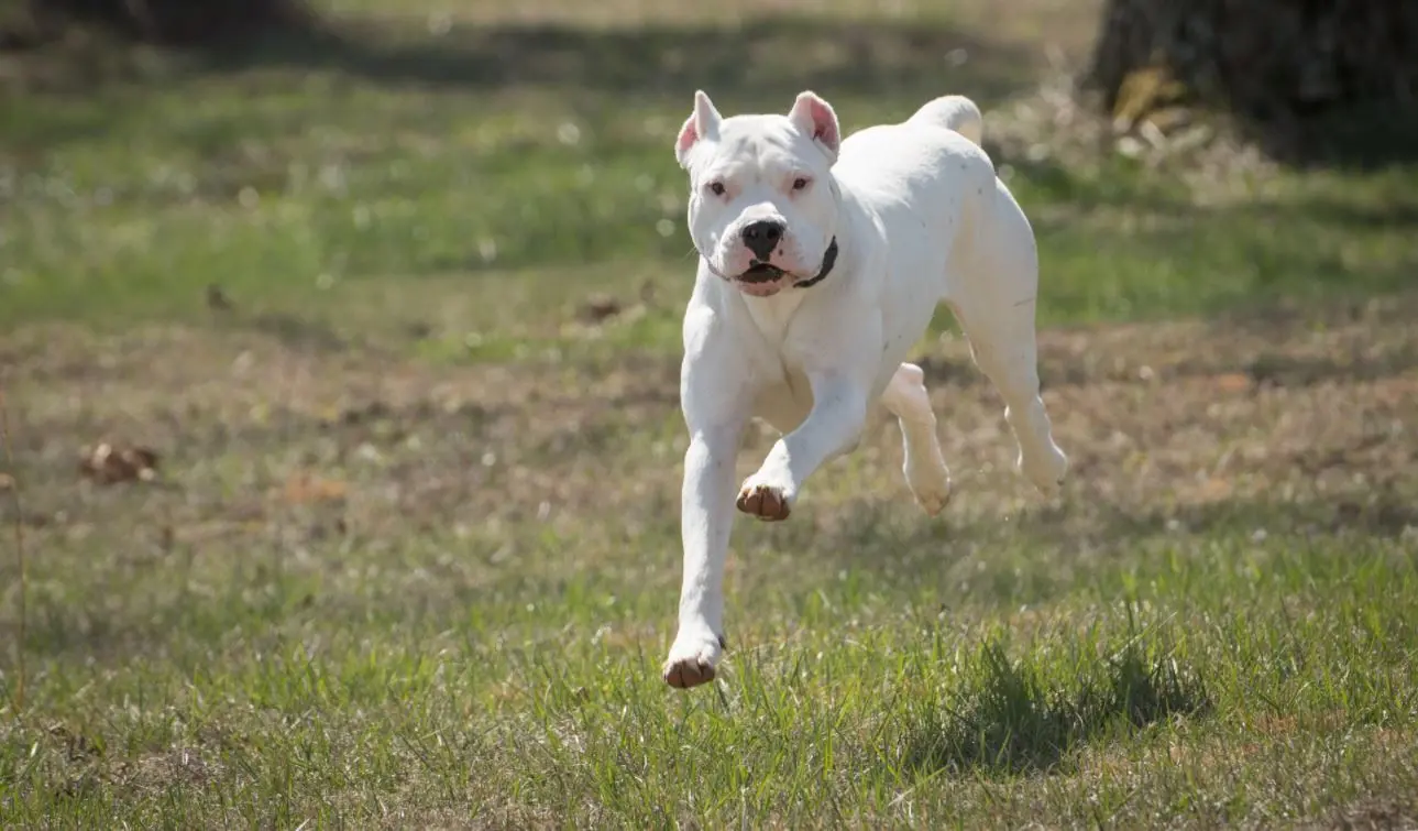 Dogo Argentino correndo sobre a grama
