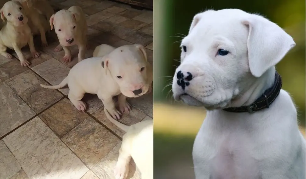 Montagem com imagens de filhotes de Dogo Argentino no chão (à esquerda) e retrato de filhote de Dogo (à direita)