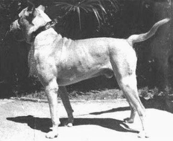 why is the cordoba fighting dog extinct