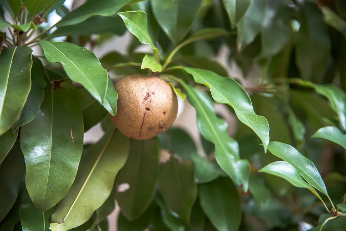 Sapoti é originário de regiões quentes e úmidas da América Tropical, mas é bem cultivado no Brasil