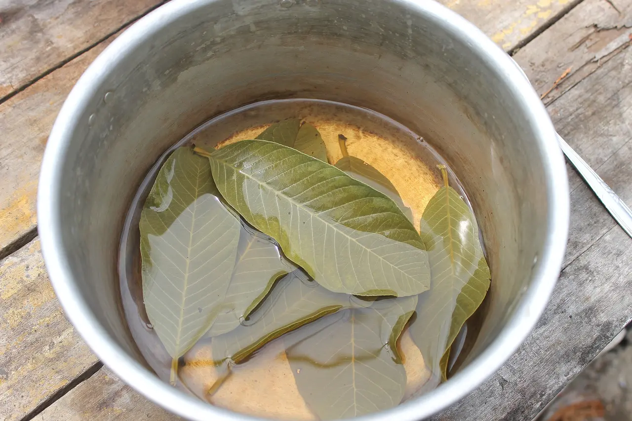 Preparação do chá de folha de goiaba