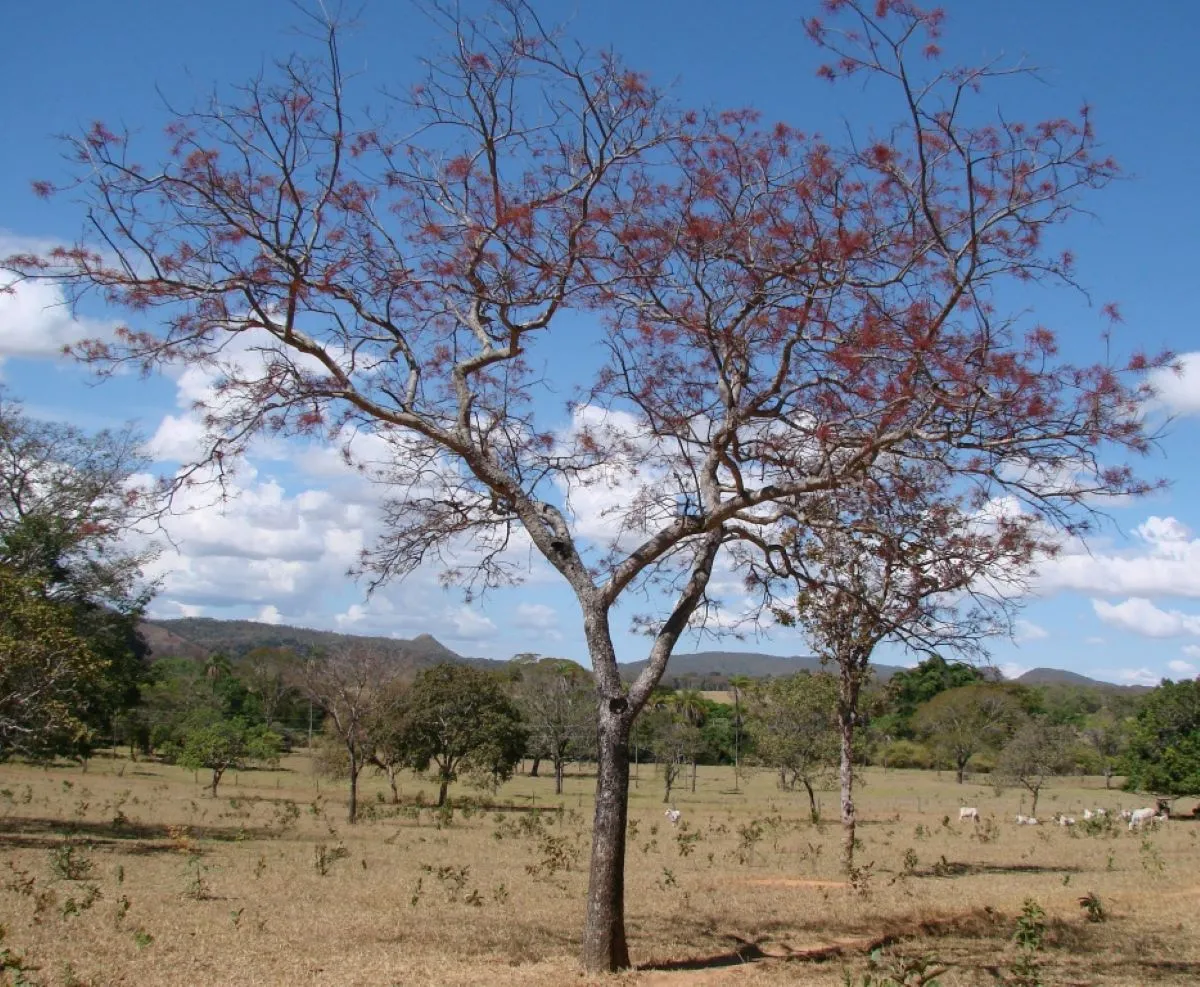 É anotado na literatura de plantas medicinas ainda que a aroeira possui propriedade adstringente balsâmica e diurética