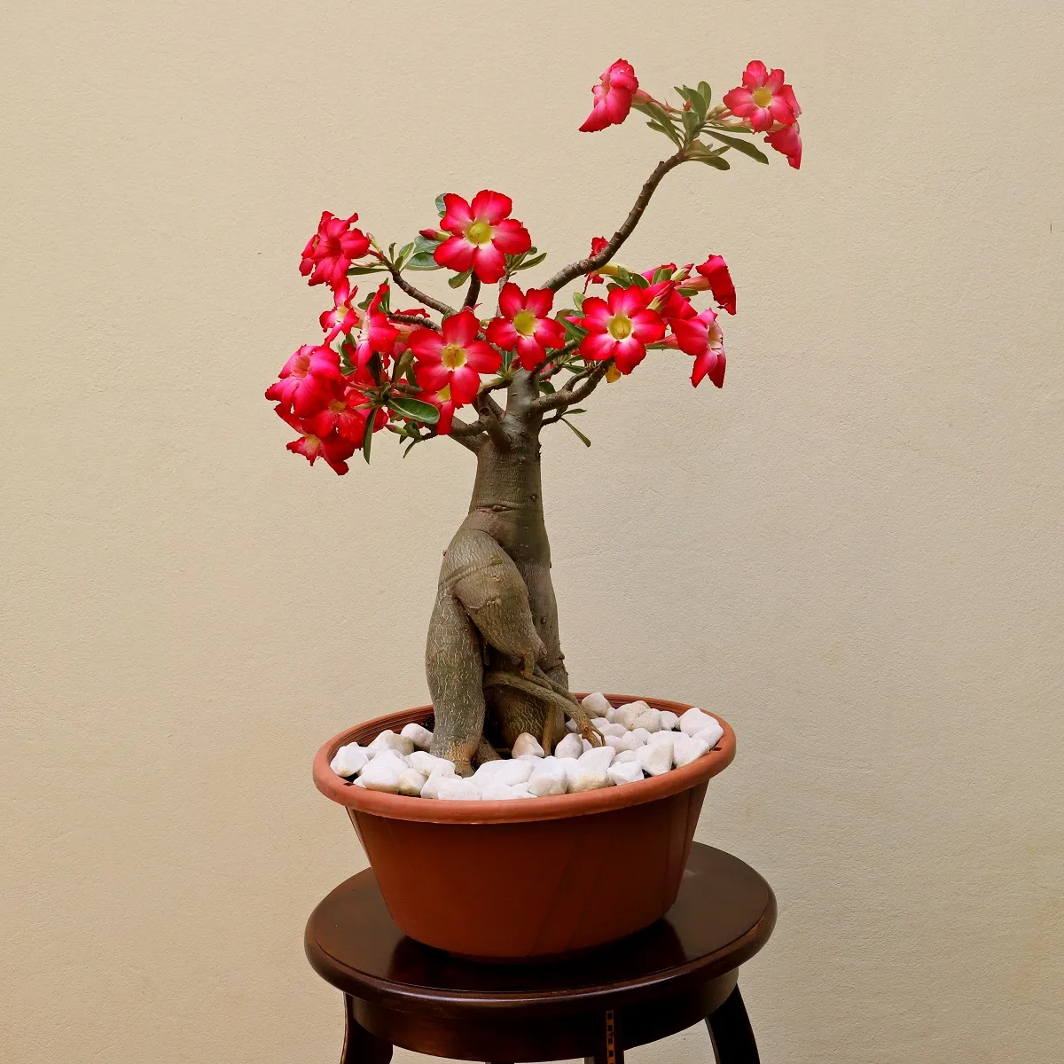 Rosa-do-deserto tem caule frondoso e cores variadas