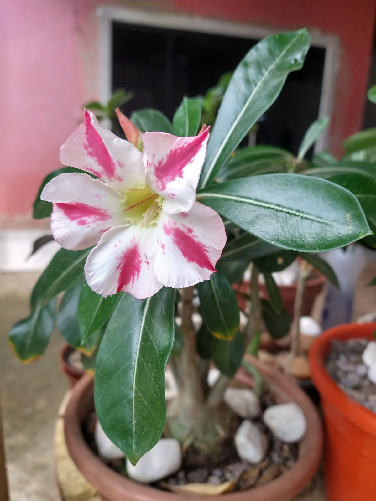 O nome científico da rosa-do-deserto é Adenium obesum