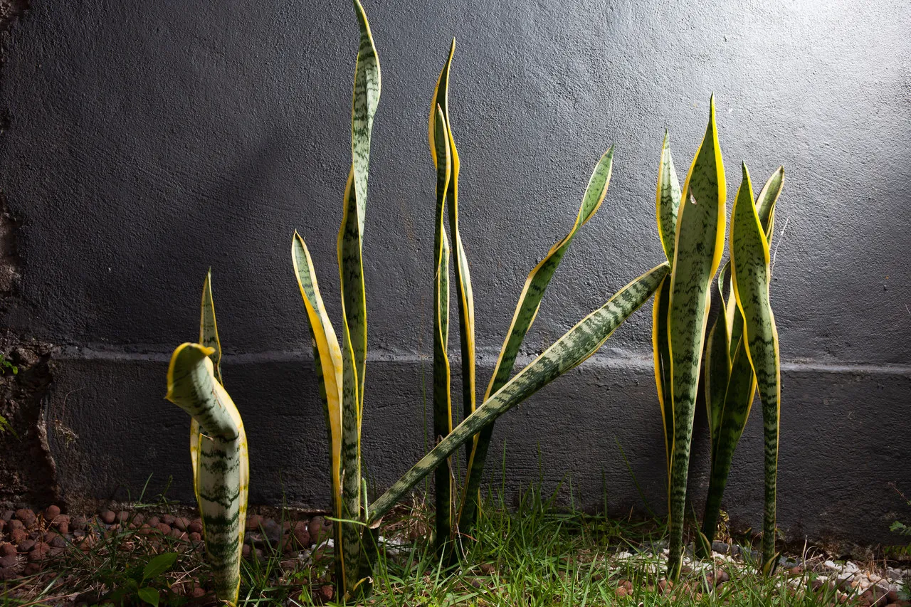 A Espada-de-São-Jorge é um dos destaques entre as plantas de sombra, encontradas facilmente nos jardins de propriedades