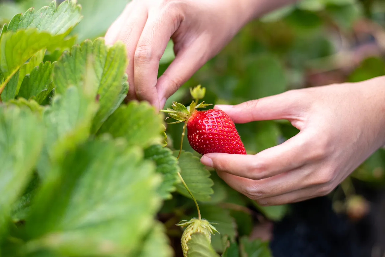 Morango possui efeito antioxidante, antiinflamatório, anticarcinogênico e antineurodegenerativo