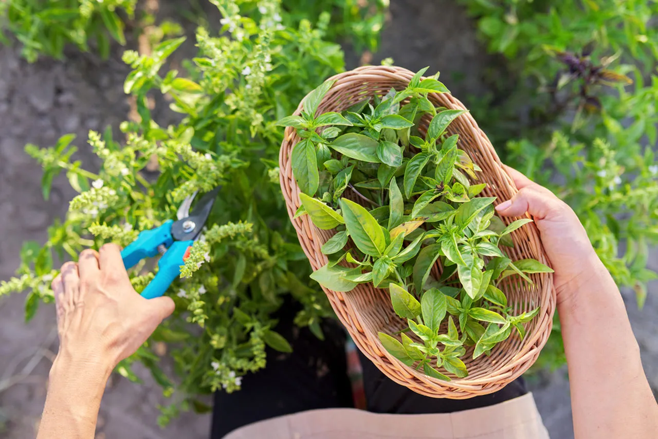 A erva aromática pode ser consumida de várias formas e pode ser encontrada em feiras, lojas de produtos naturais e supermercados