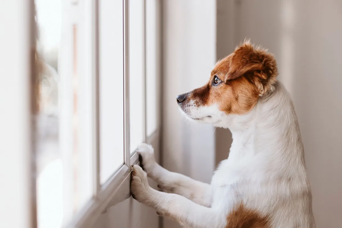 Barulho dos artefatos pode deixar cães assustados