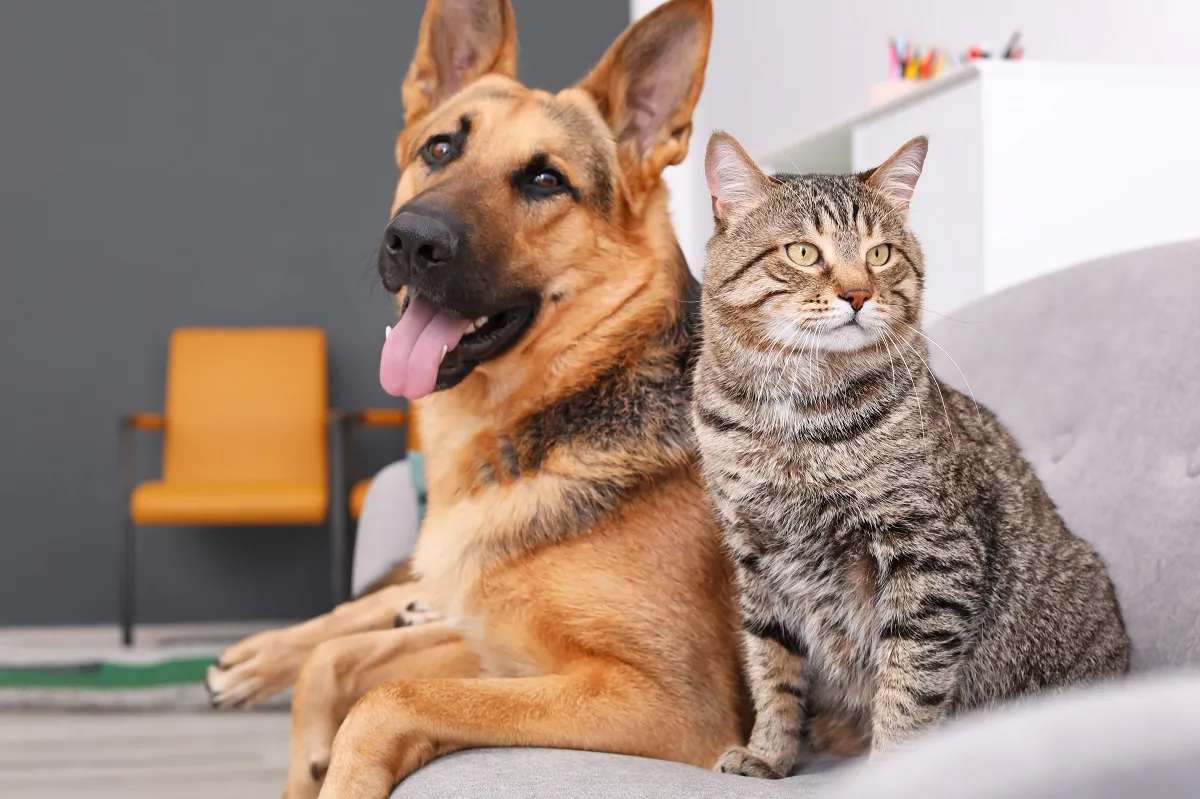 Fogos são vilões dos animais de estimação