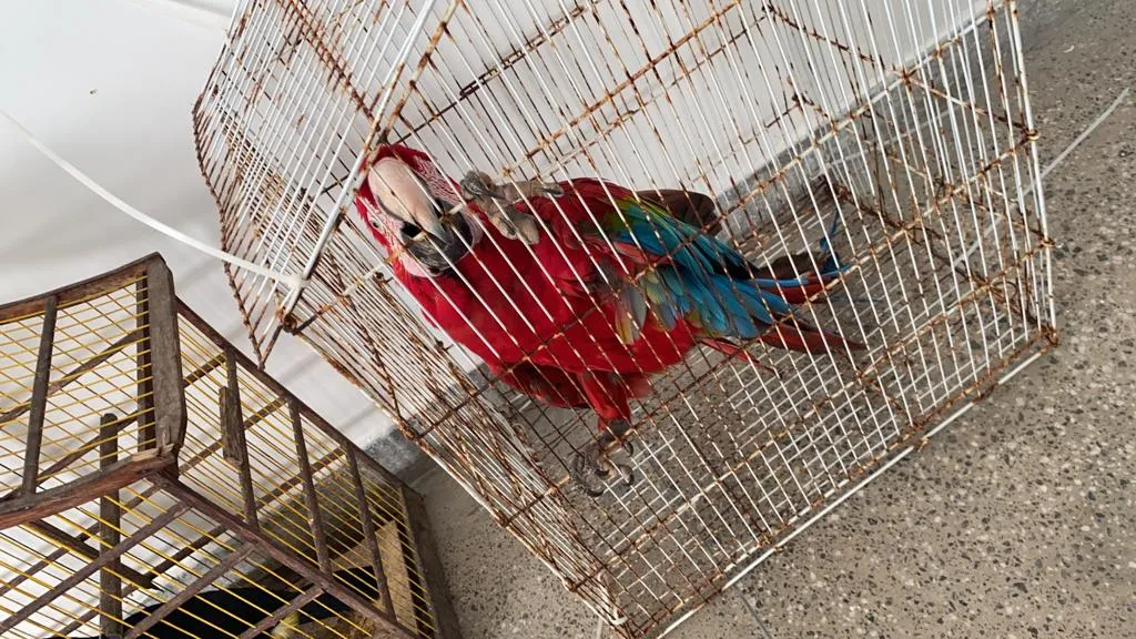 Arara também era criada sem reconhecimento legal
