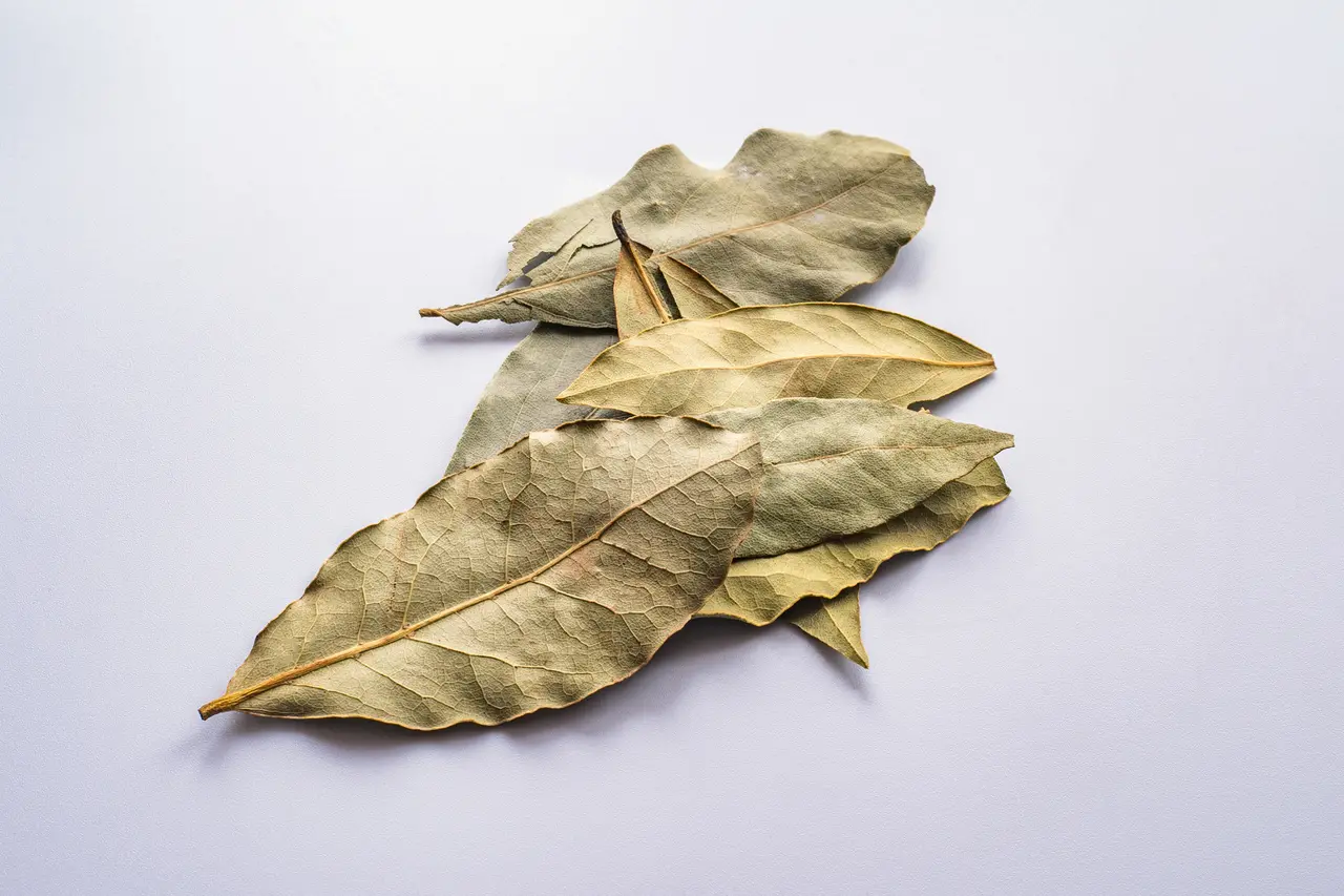 Folhas de louro sobre fundo branco