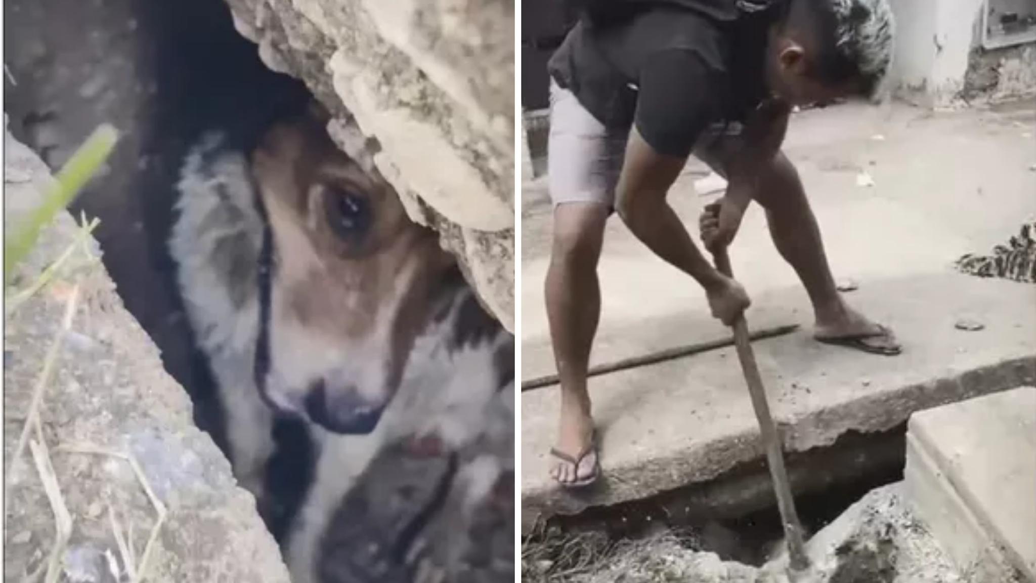 Morador quebra calçada para resgatar cachorro preso em bueiro