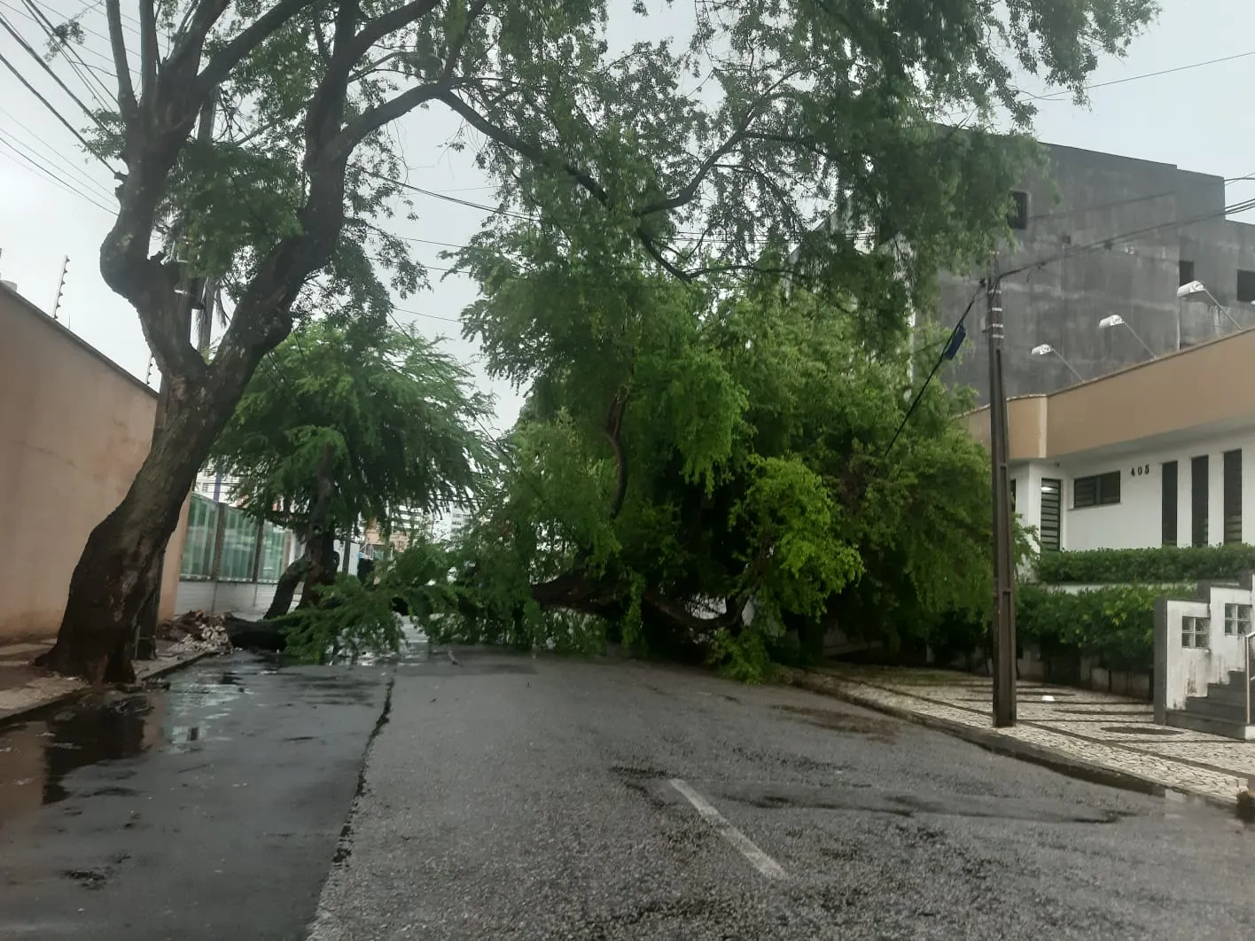 Na rua Joaquim Sá, no bairro Dionísio Torres, uma árvore caiu e bloqueou os dois sentidos da via