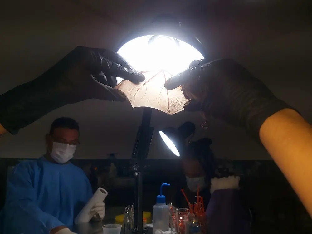 fiocruz animais silvestre