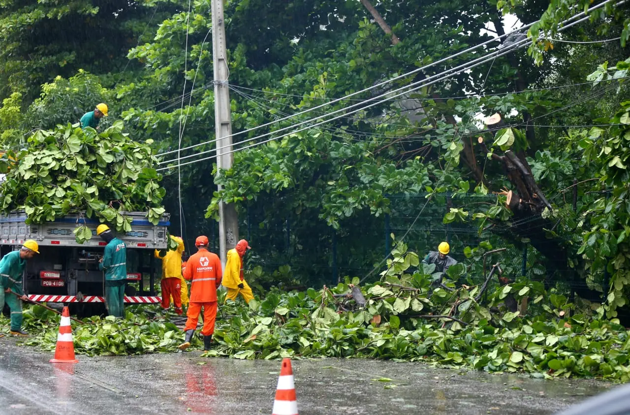 Árvore começou a ser retirada no Cocó