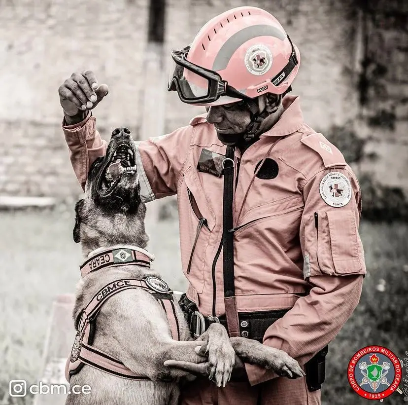 morre cão do corpo de bombeiros