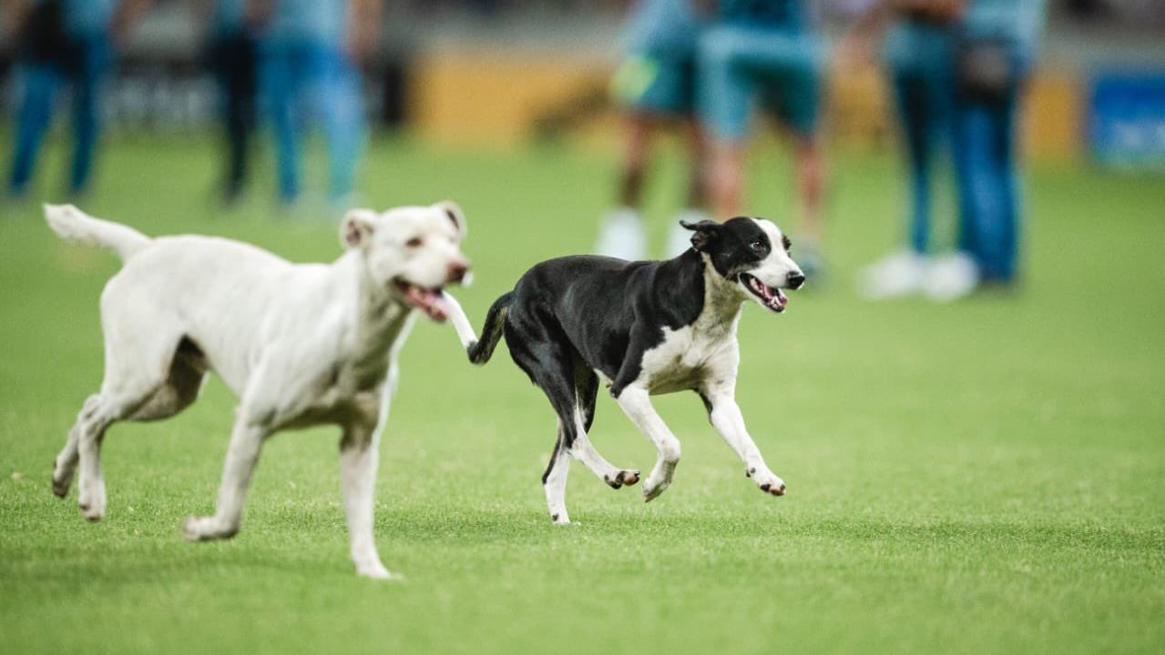 Jogo De Dois Cães Que Luta No Campo Gramíneo Foto de Stock - Imagem de  exterior, jogo: 70741050