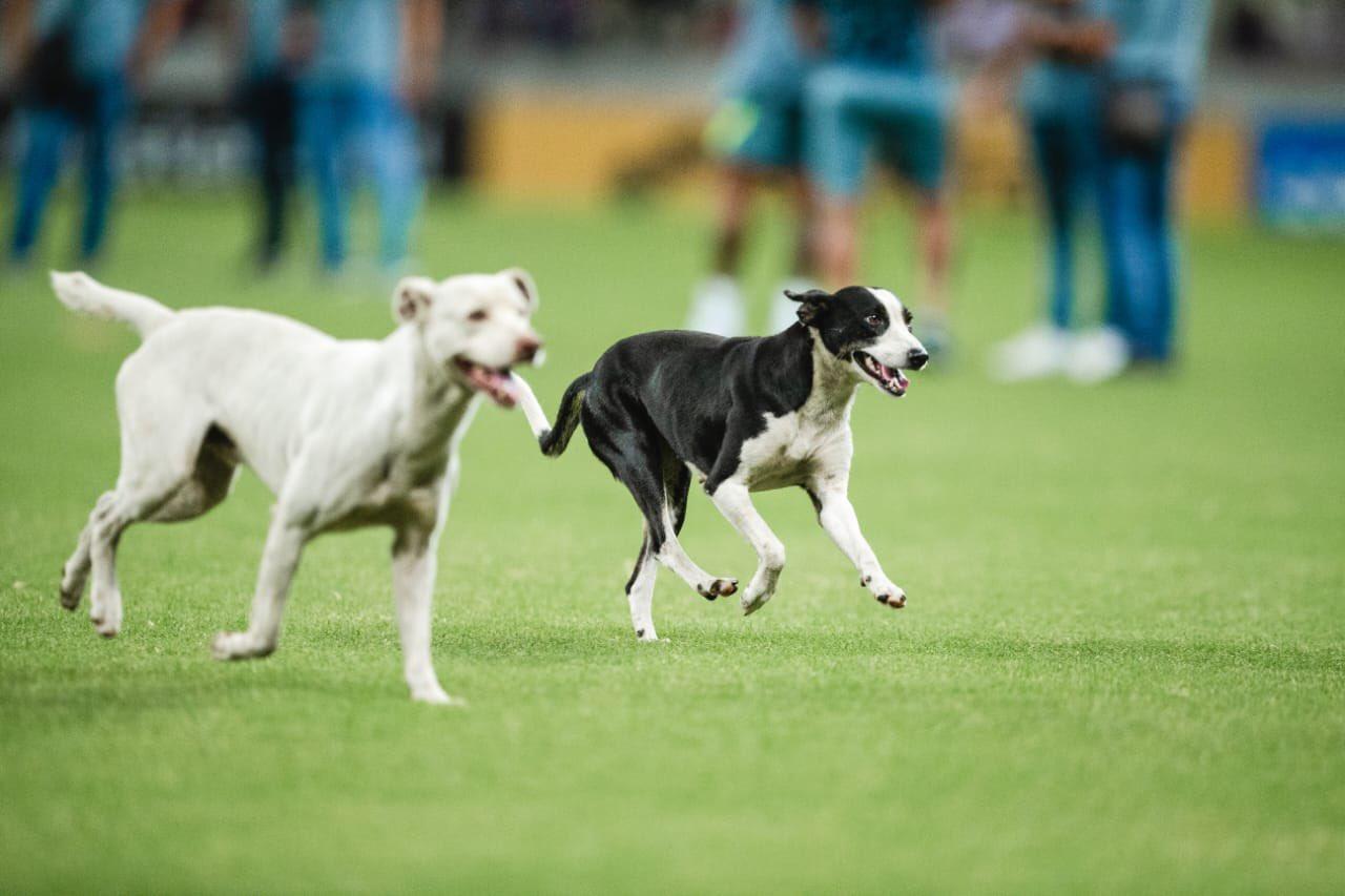 Os animais que já invadiram o campo