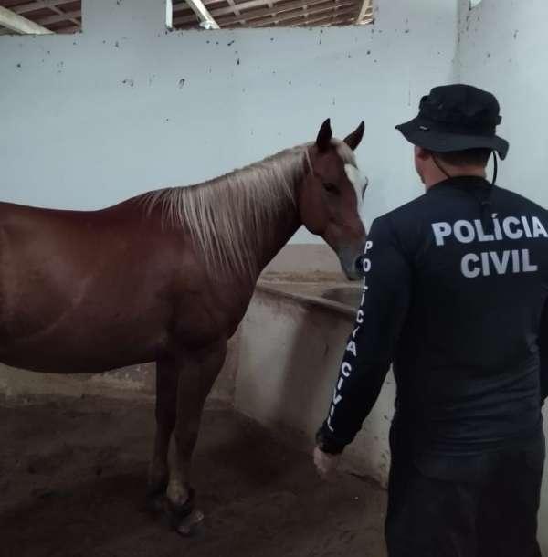 Seis cavalos de raça foram apreendidos pela Polícia, em investigação contra lavagem de dinheiro cometida por estelionatário
