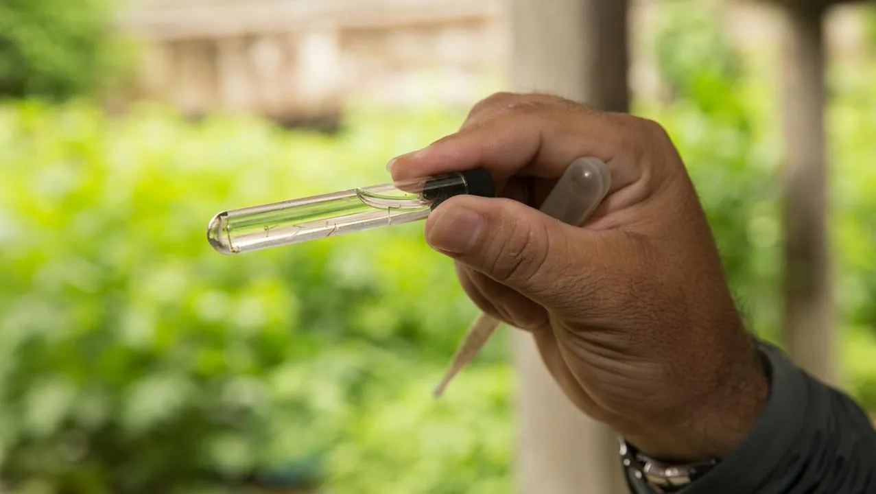 Quintais e áreas com entulhos são espaços com foco do Aedes Aegypti