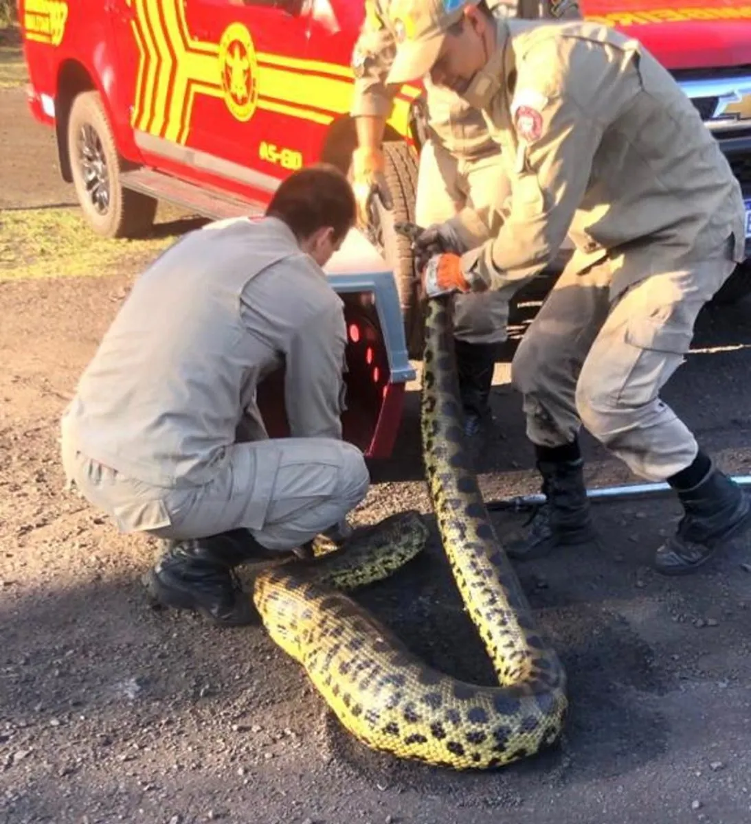 Bombeiros capturaram o animal e o soltaram na natureza