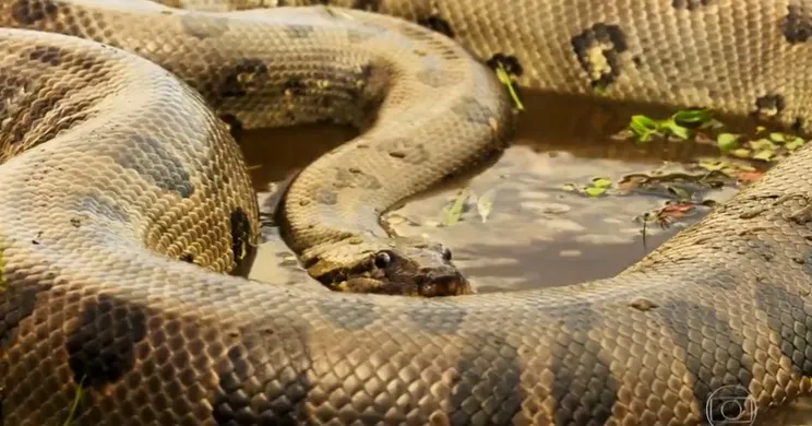 Velho do Rio de transforma em Sucuri no Pantanal