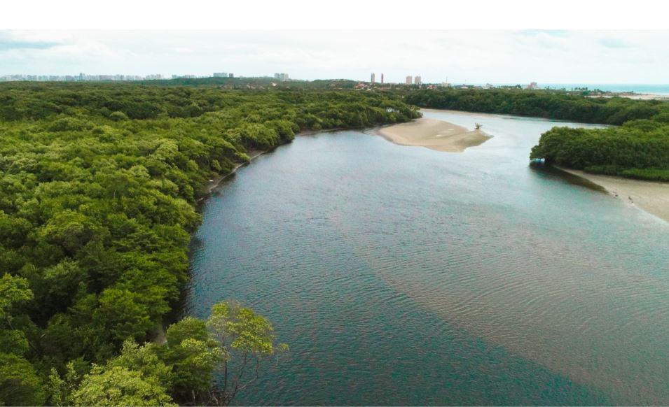 Sabiaguaba