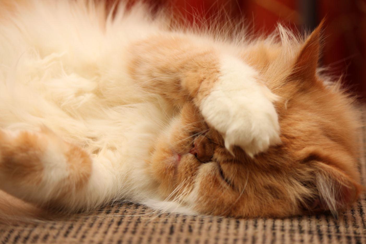 Gato persa bicolor dormindo com pata sobre a cabeça