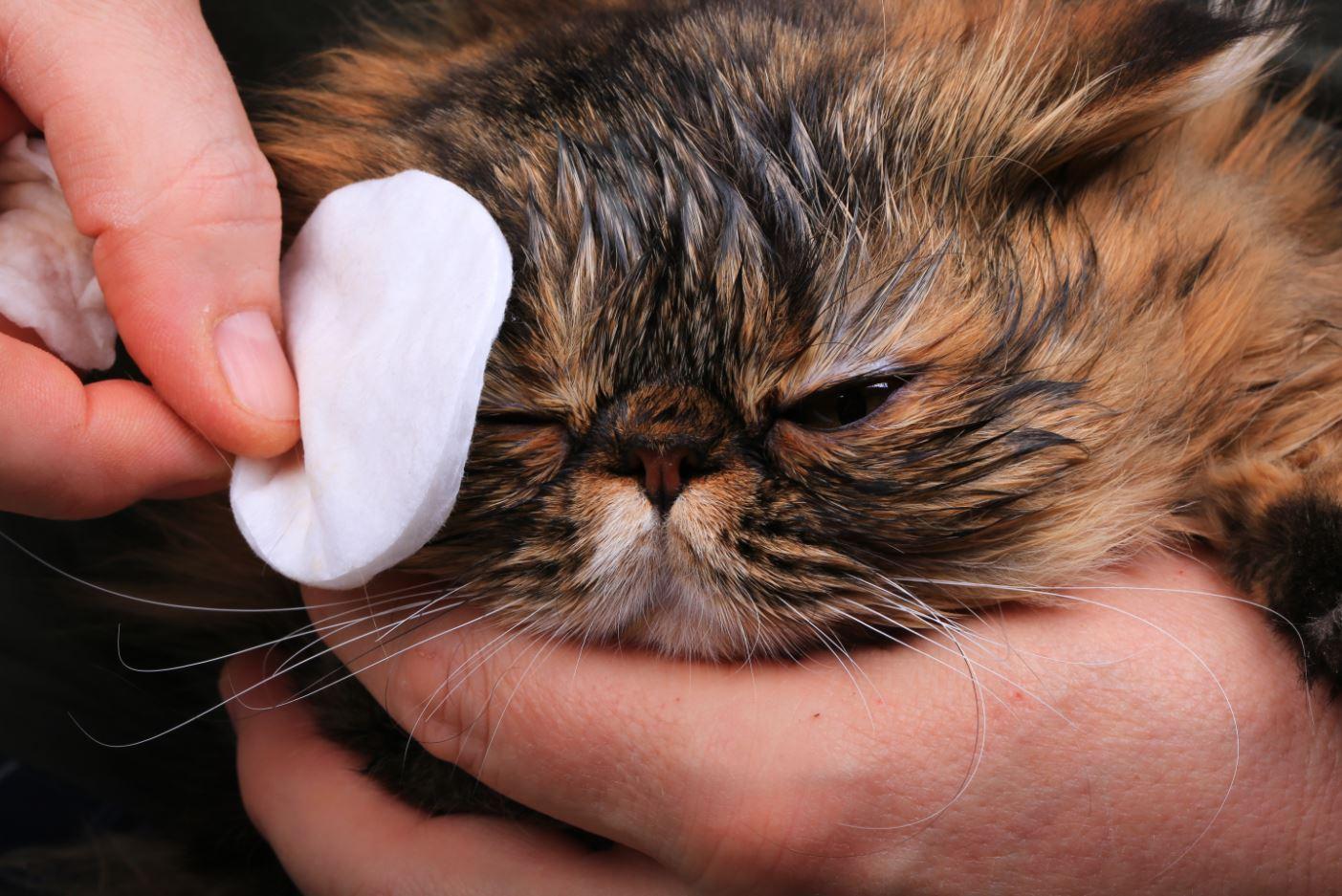 Mão segurando cabeça de gato persa para limpeza dos olhos do animal