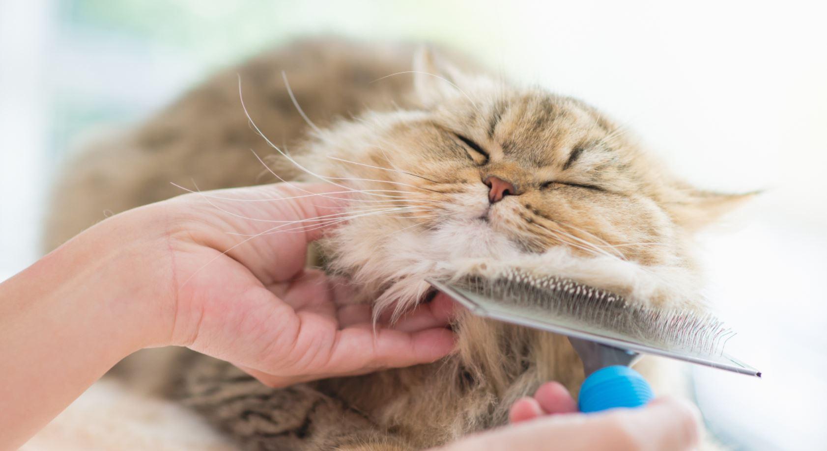 Mão segurando e escovando gato persa com escova especial