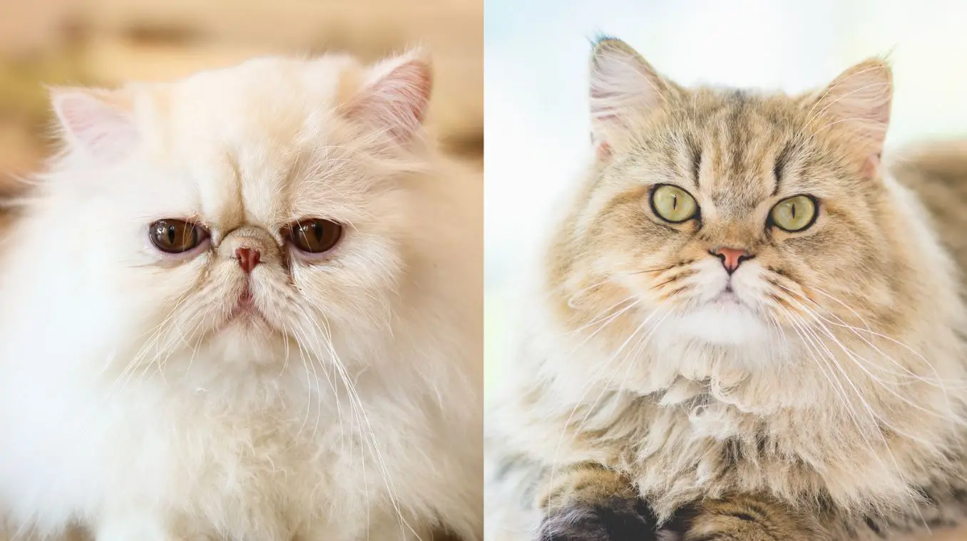 Montagem com fotos frontais de persa show (à esquerda) e persa pet (à direita)