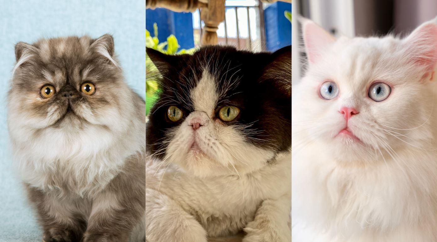 Montagem com gato persa diluído (à esquerda), bicolor (ao centro) e branco sólido (à direita)