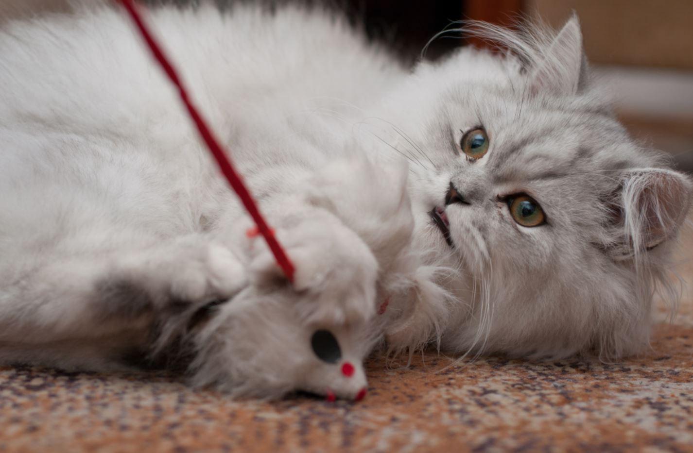 Gato persa de cor diluída brincando com vareta