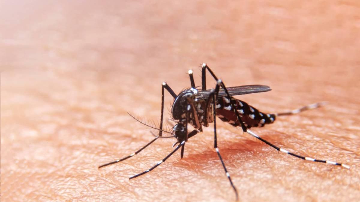 Aedes aegypti transmissor da Dengue