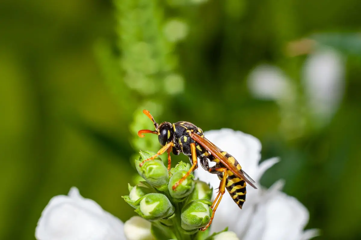 Abelha polinizando em planta